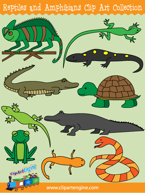 Our Reptiles and Amphibians Clip Art Collection is a set of royalty free vector graphics that includes a personal and commercial use license.